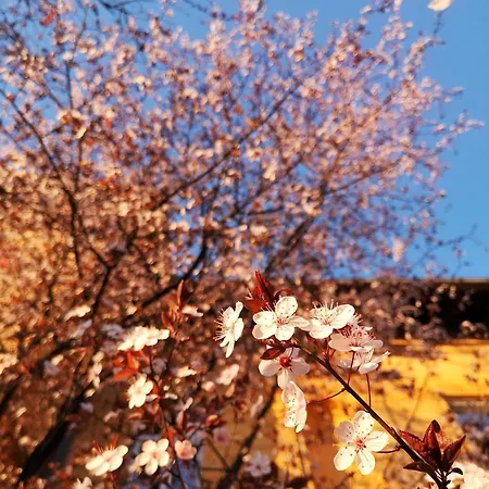 The Villa, Center Pensjonat