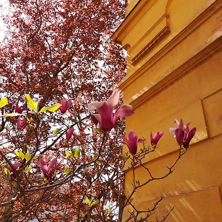 Pensjonat The Villa, Center *