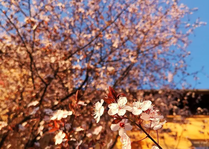 The Villa, Center Gostinjska kuća